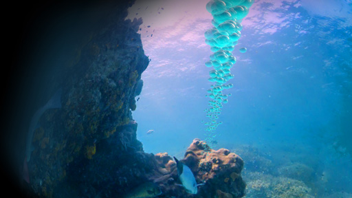 scuba bubbles rise in seascape